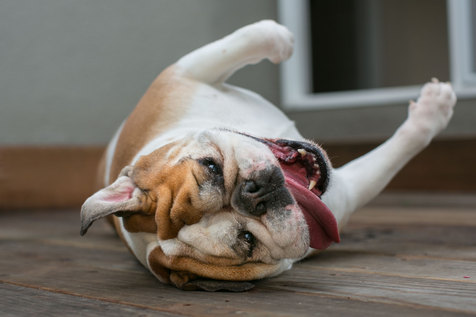 Advertising Photography Rolling Bulldog by Mark Rogers