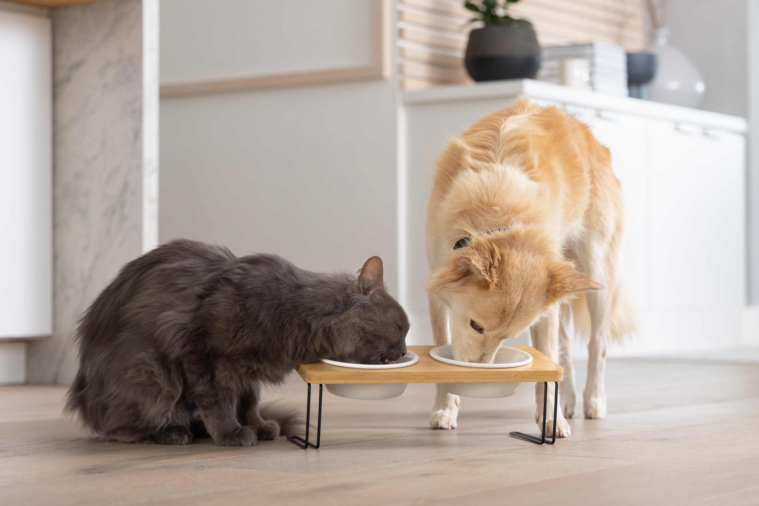 Pet Advertising Photography | Dog and Cat Eating Together by Mark Rogers