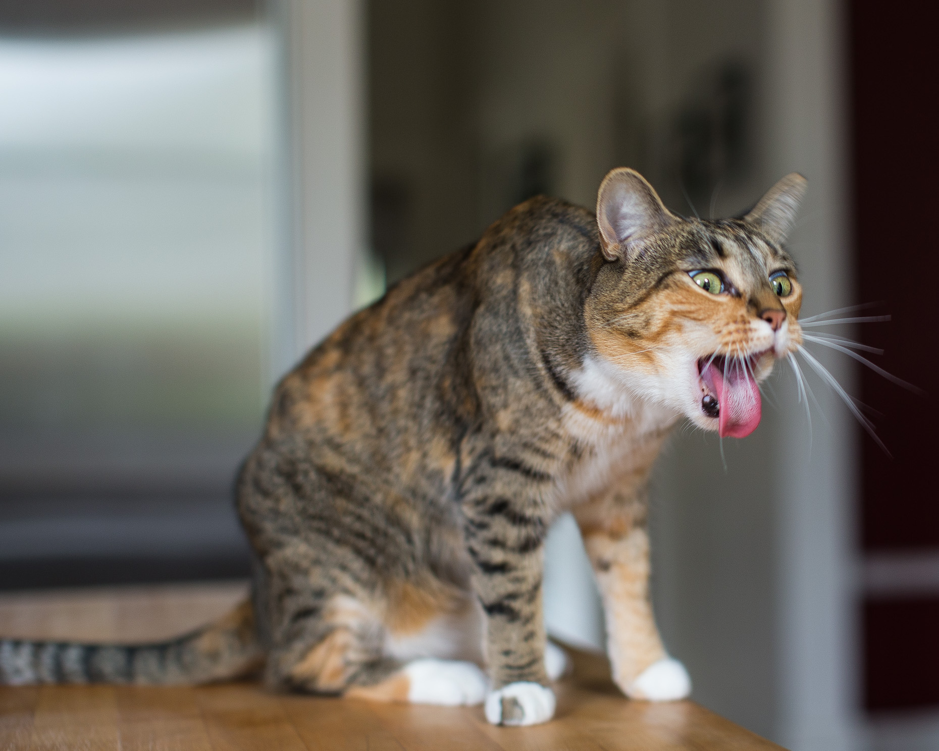 Humorous Pet Photography Cat Throwing Up by Mark Rogers