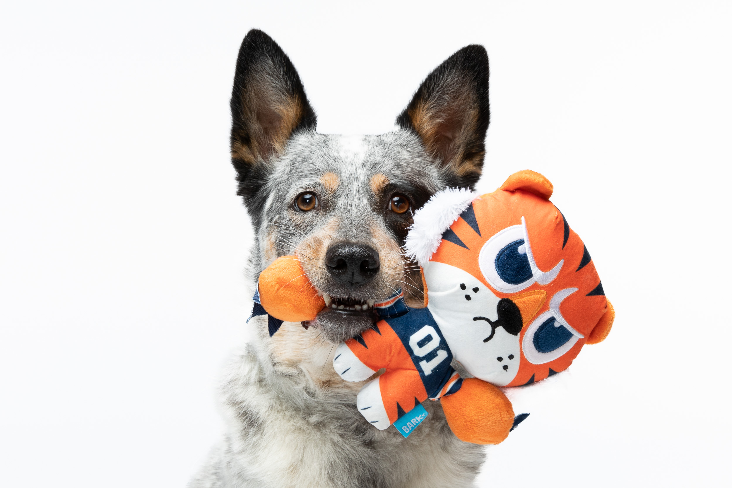 Pet Product Photography | Dog with Toy in Mouth