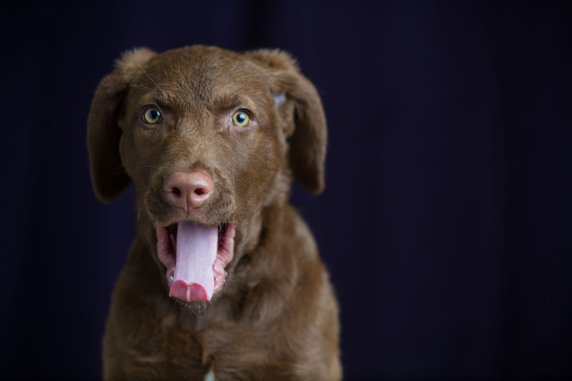 Commercial Pet Photography | Chocolate Lab Dog Yawning by Mark Rogers
