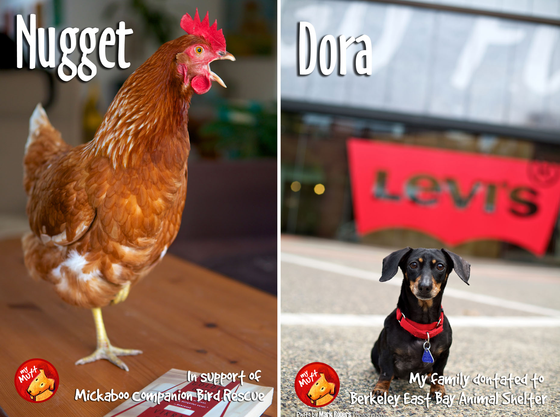 Commercial Photography Chicken and Dog by Mark Rogers