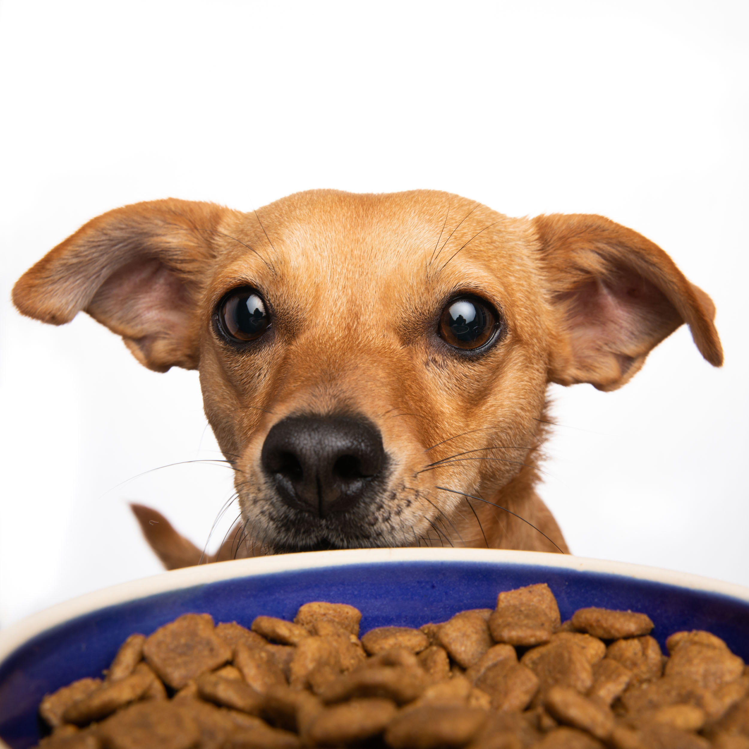 Commercial Dog Photography | Red Dog Looking over Food Bowl
