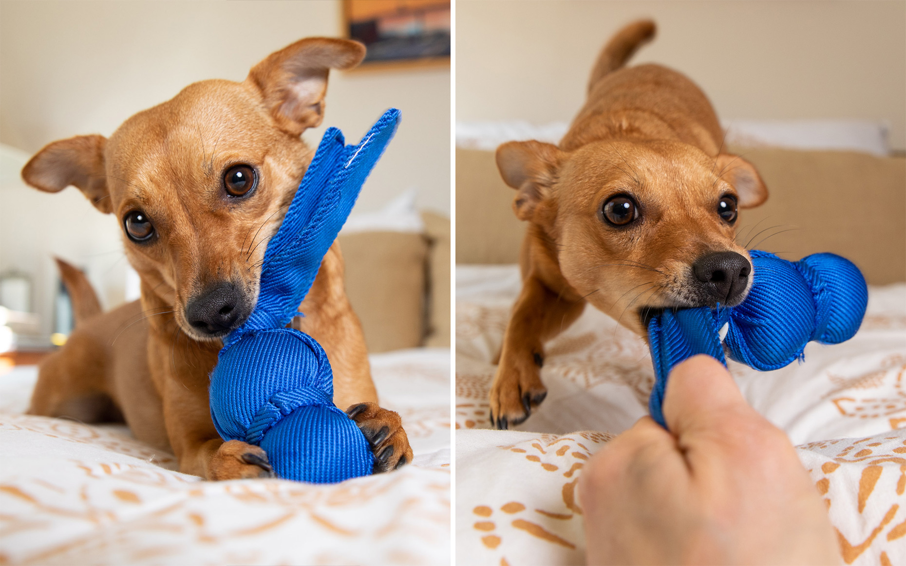 small mixed breed dog playing with blue tug toy on a bed