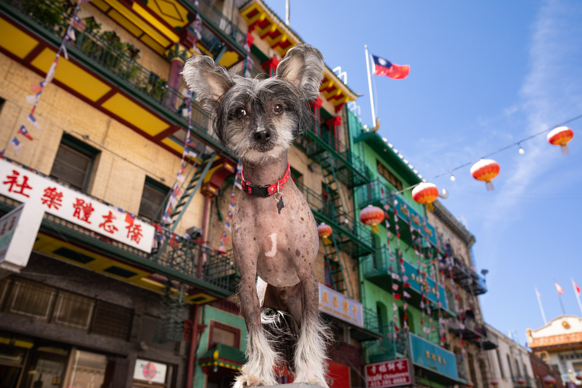 Chinese Crested Dog in San Francisco Chinatown