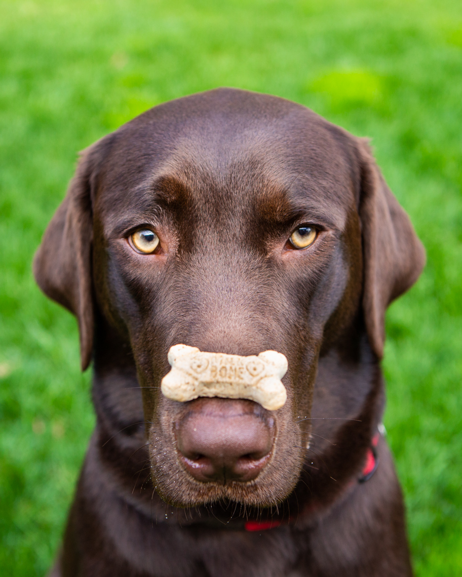 Pet Lifestyle Photography | Chocolate Labrador with Treat by Mark Rogers
