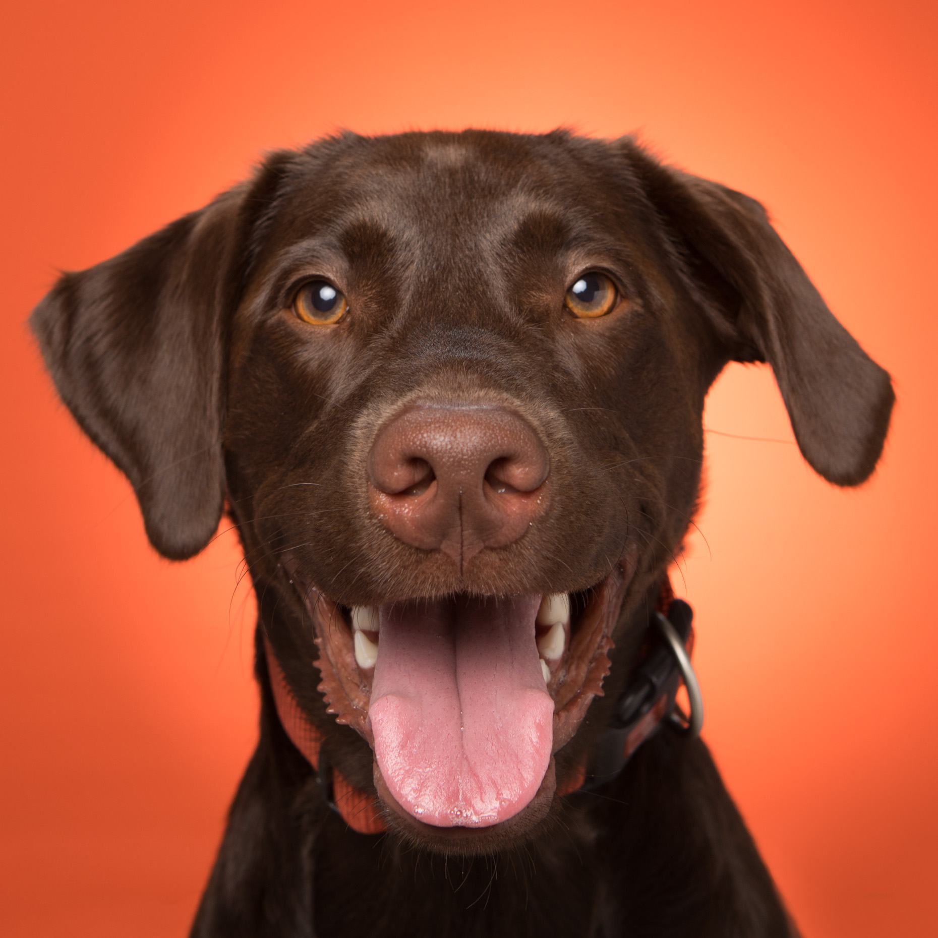 happy chocolate lab