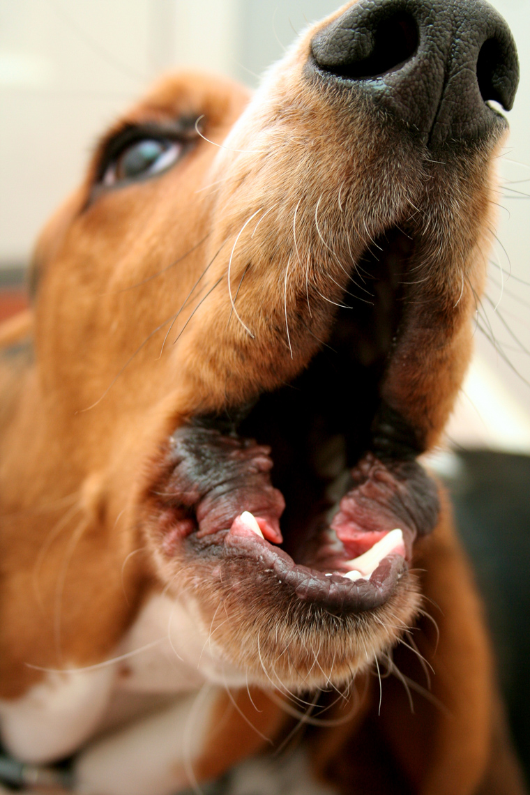 Funny Dog Photography | Howling Basset Hound by Mark Rogers