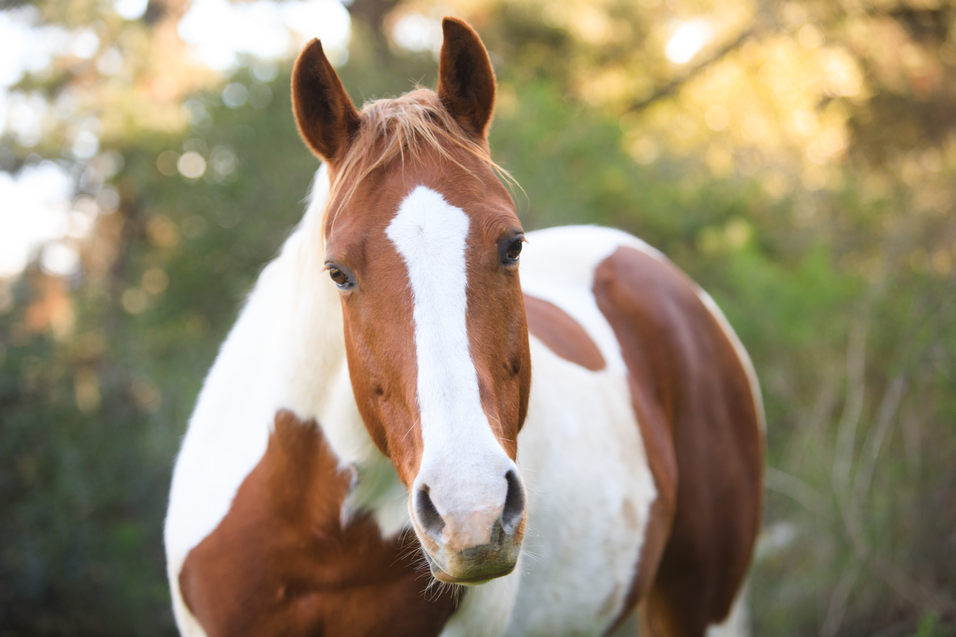 Horse Photography Painted Mare by Mark Rogers