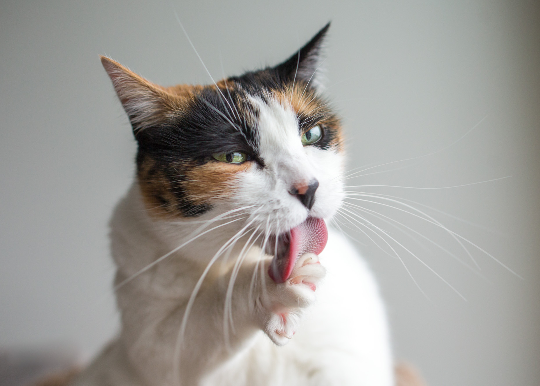 Pet Humor Photography | Calico Cat Licking Paw by Mark Rogers