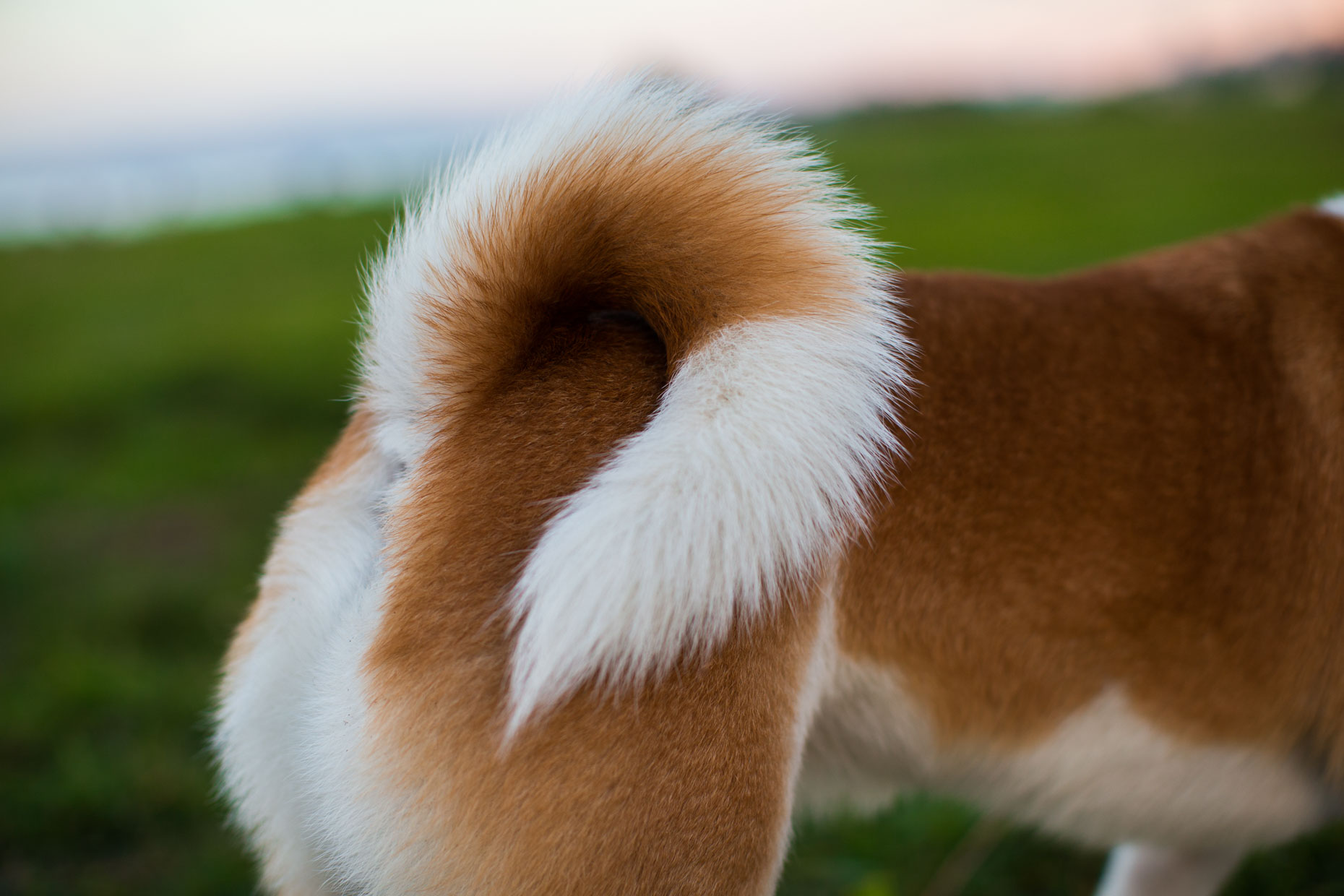 commercial-pet-photography-dog-tail-by-mark-rogers