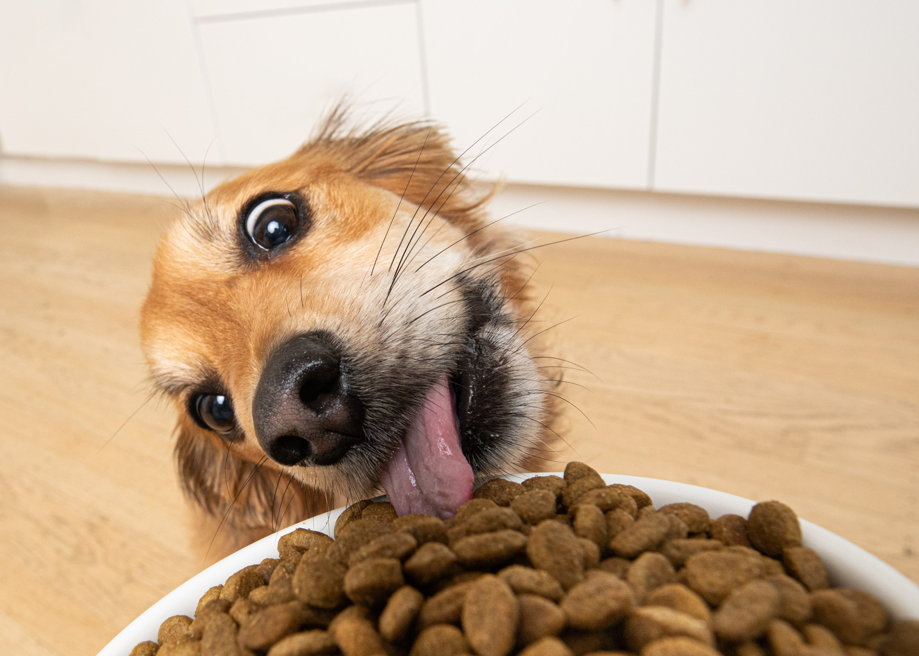 dog-lifestyle-photography-dog-licking-food-by-mark-rogers