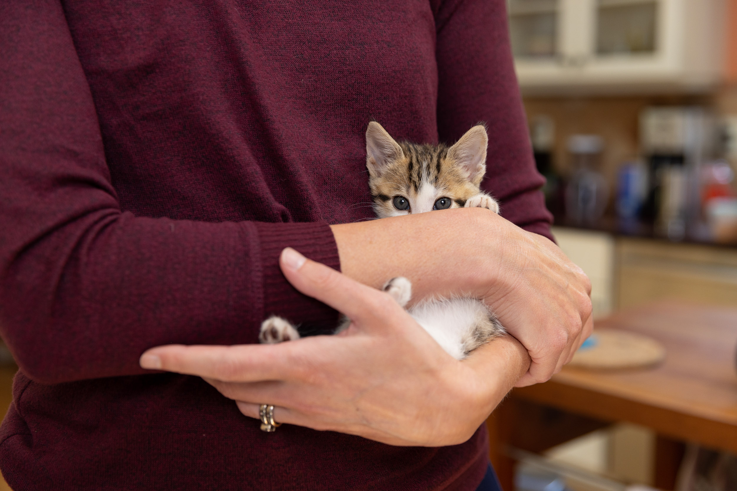 Pets and Person Photography | Woman Holding Foster Kitten