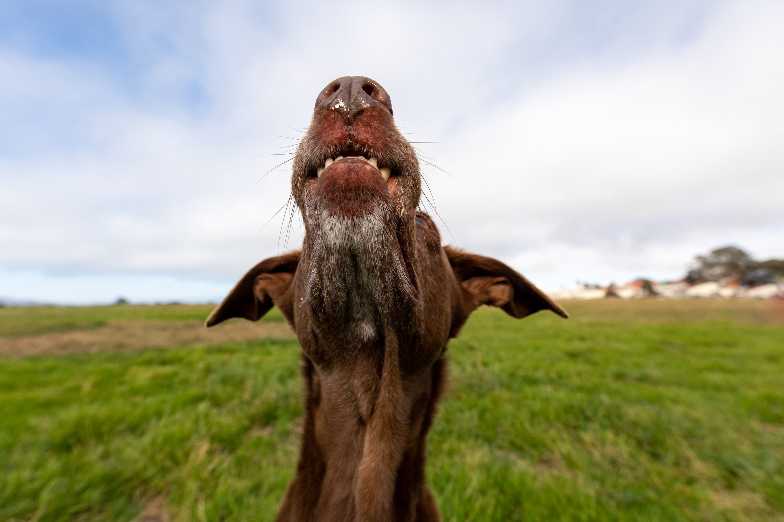 Dog Photography | Close-up of Dog Looking Up By Mark Rogers