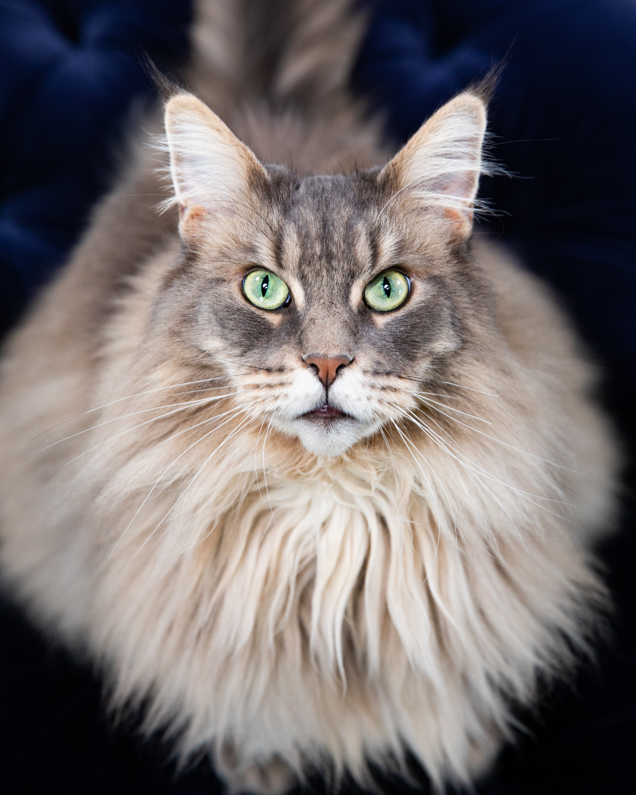 Pet Photography | Silver Maine Coon by Mark Rogers