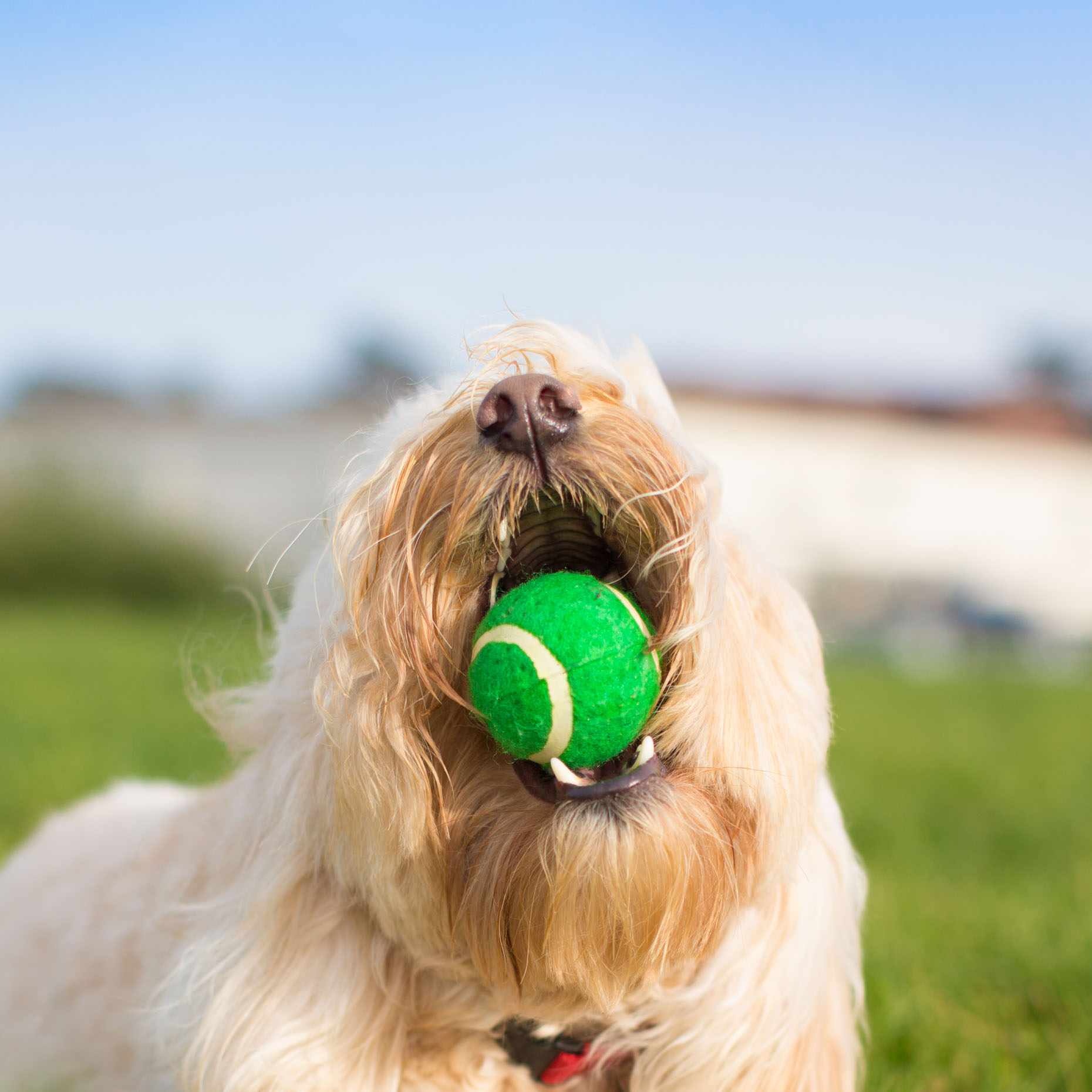 Commercial Animal Photography | Dog with Ball by Mark Rogers