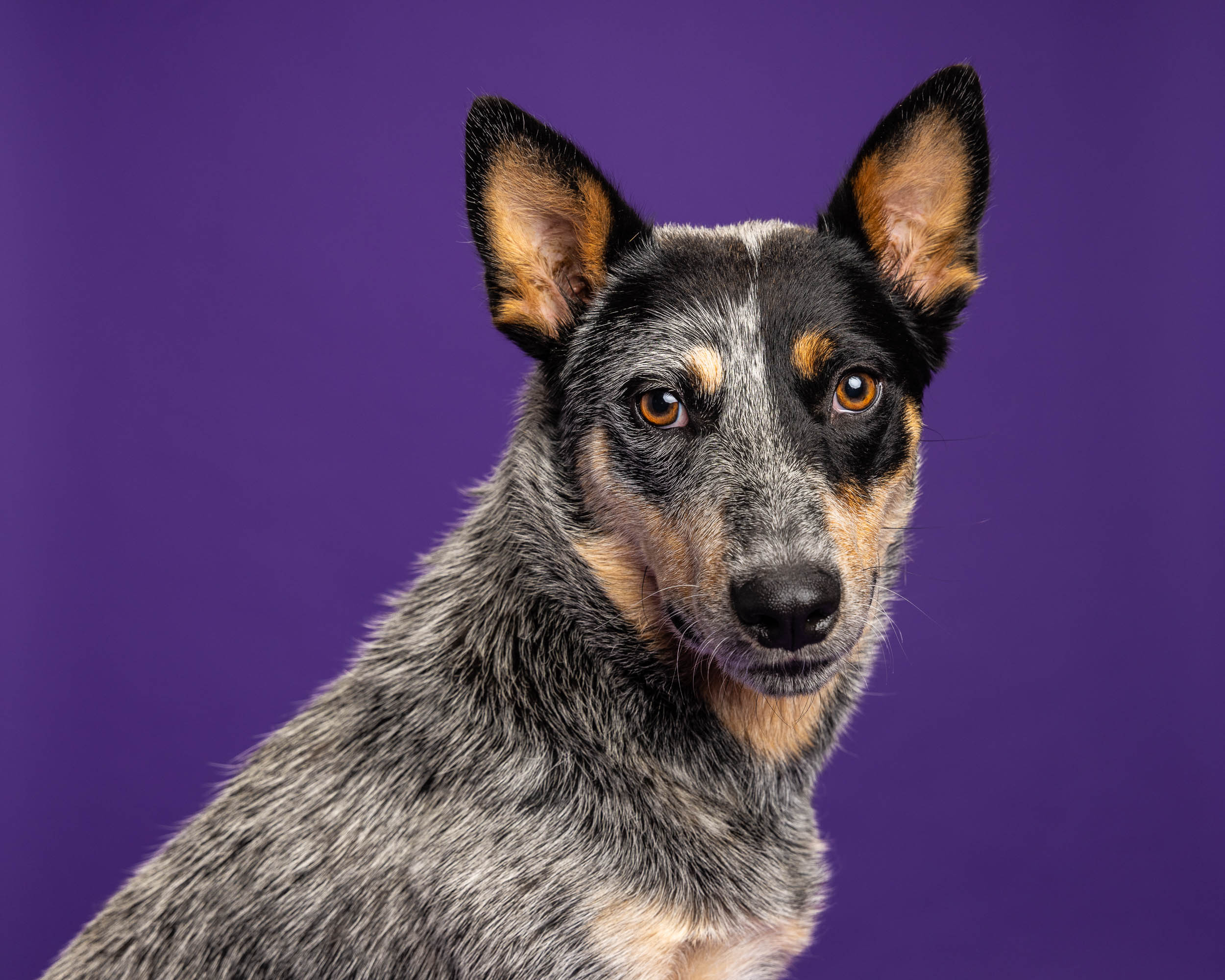 close-up-studio-cattle-dog-portrait-against-purple-2454