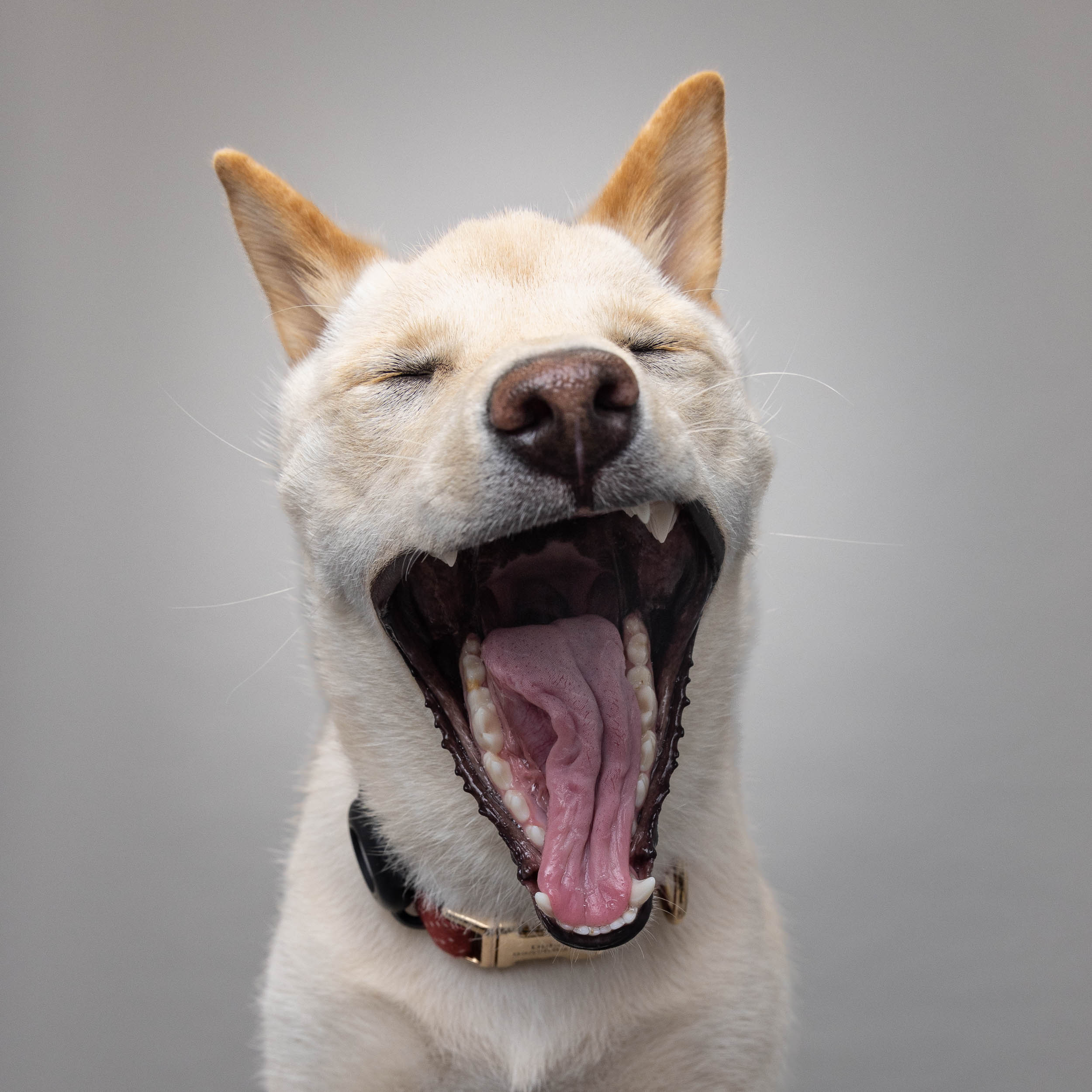 Funny Pet Photography | Yawning Dog by Mark Rogers