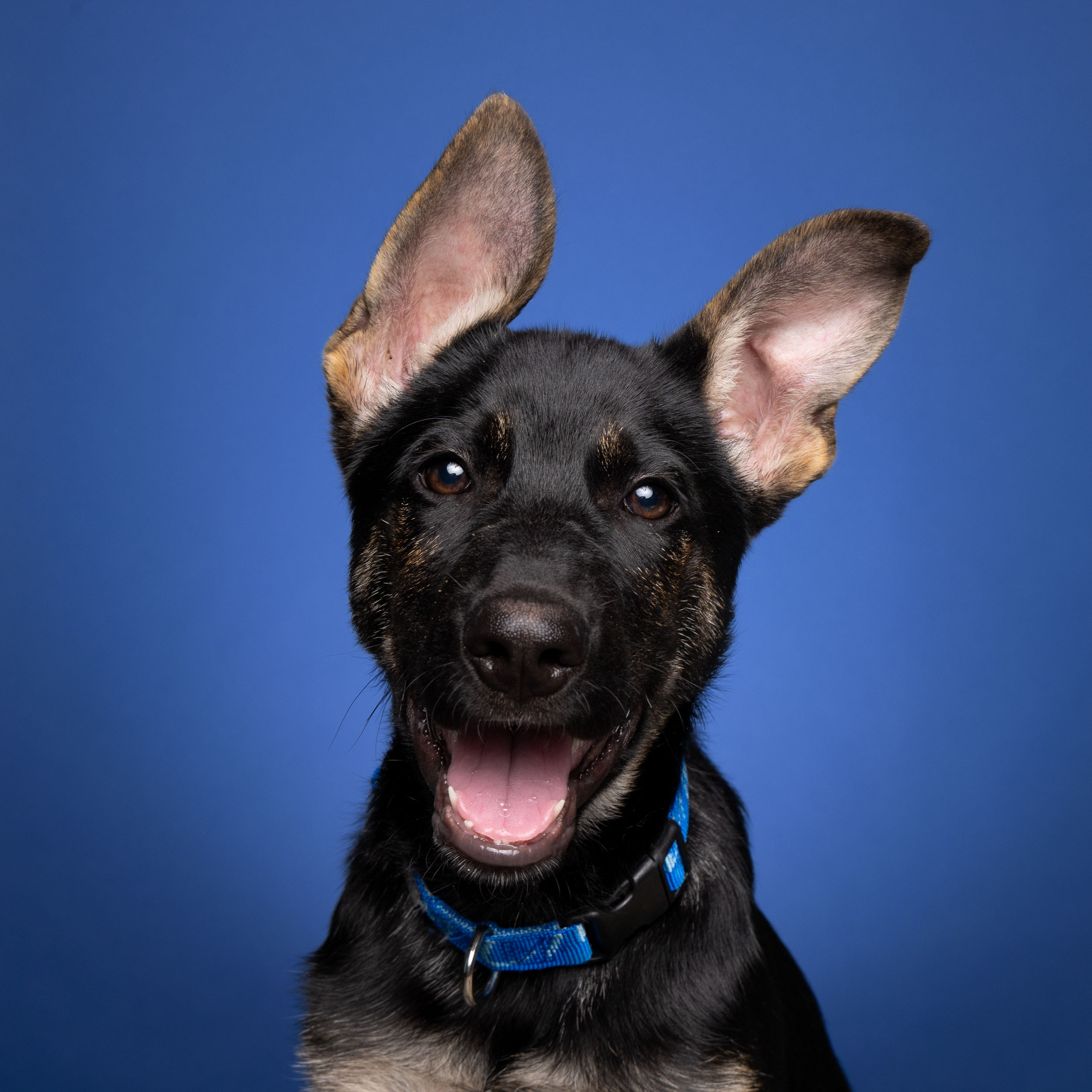 Puppy Photography | Happy Shepherd with Floppy Ears by Mark Rogers