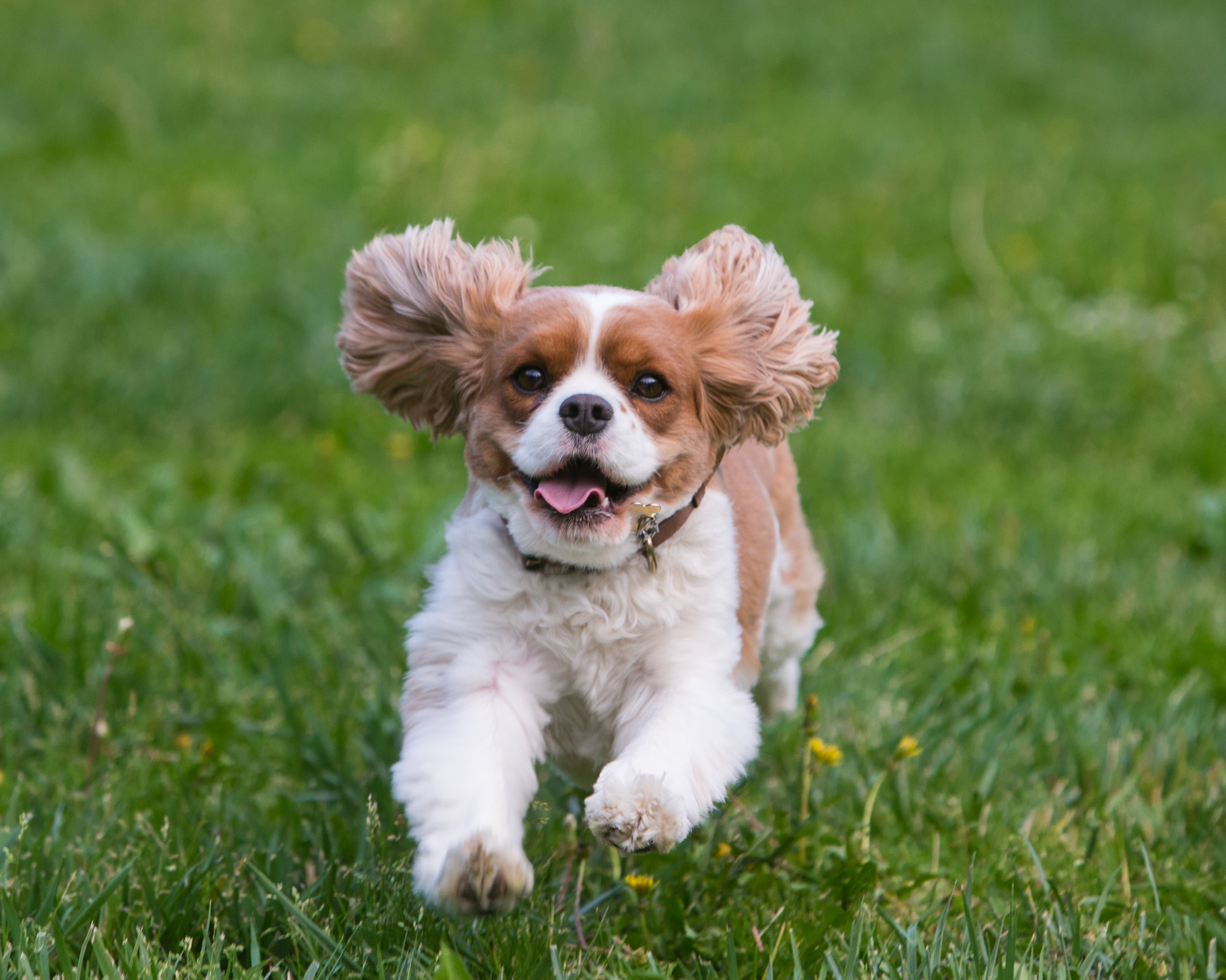 Commercial Dog Photography | Cocker Spaniel Running by Mark Rogers