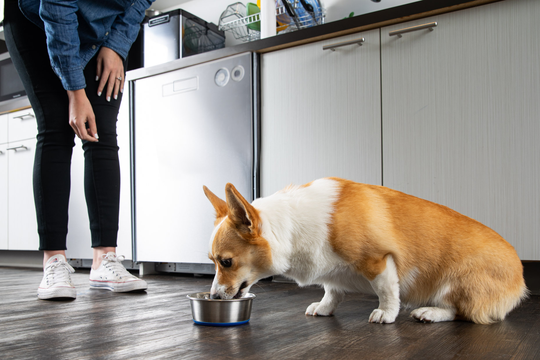 Pet Lifestyle Photography | Corgi Eating from Bowl by Mark Rogers