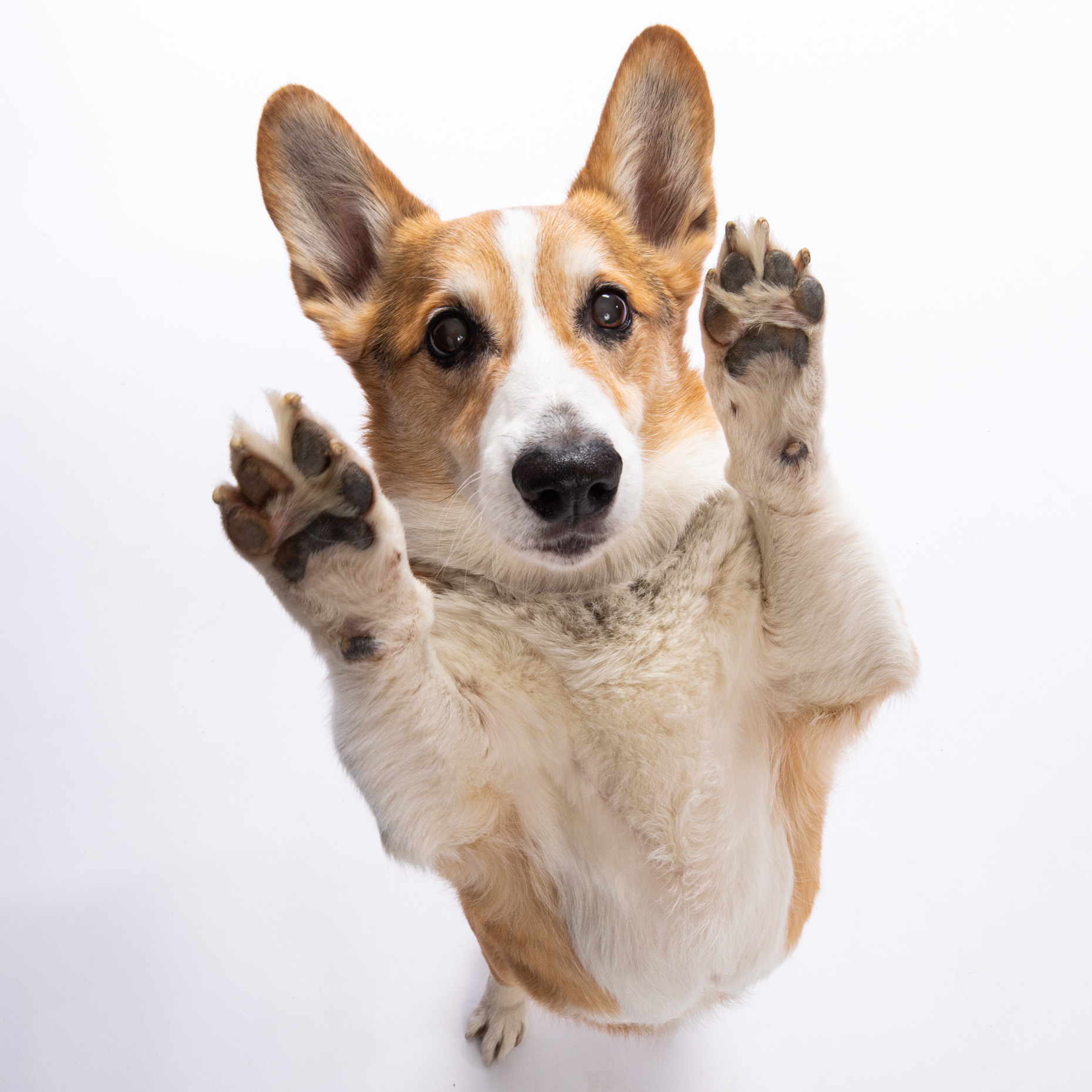 Corgi standing on hind legs while raising front paws in the air
