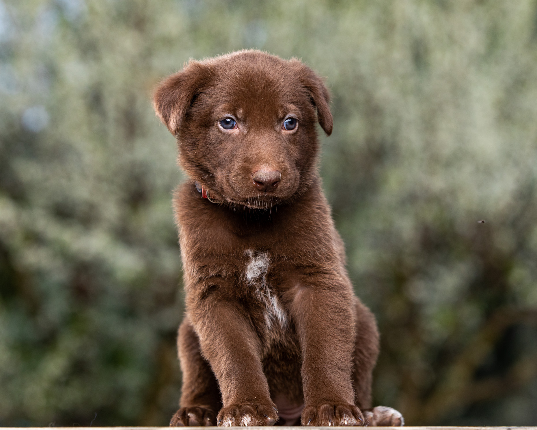 Brown puppy in front of tree
