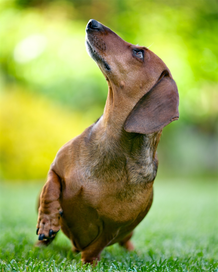Dog Photography | Dachshund Profile by Mark Rogers