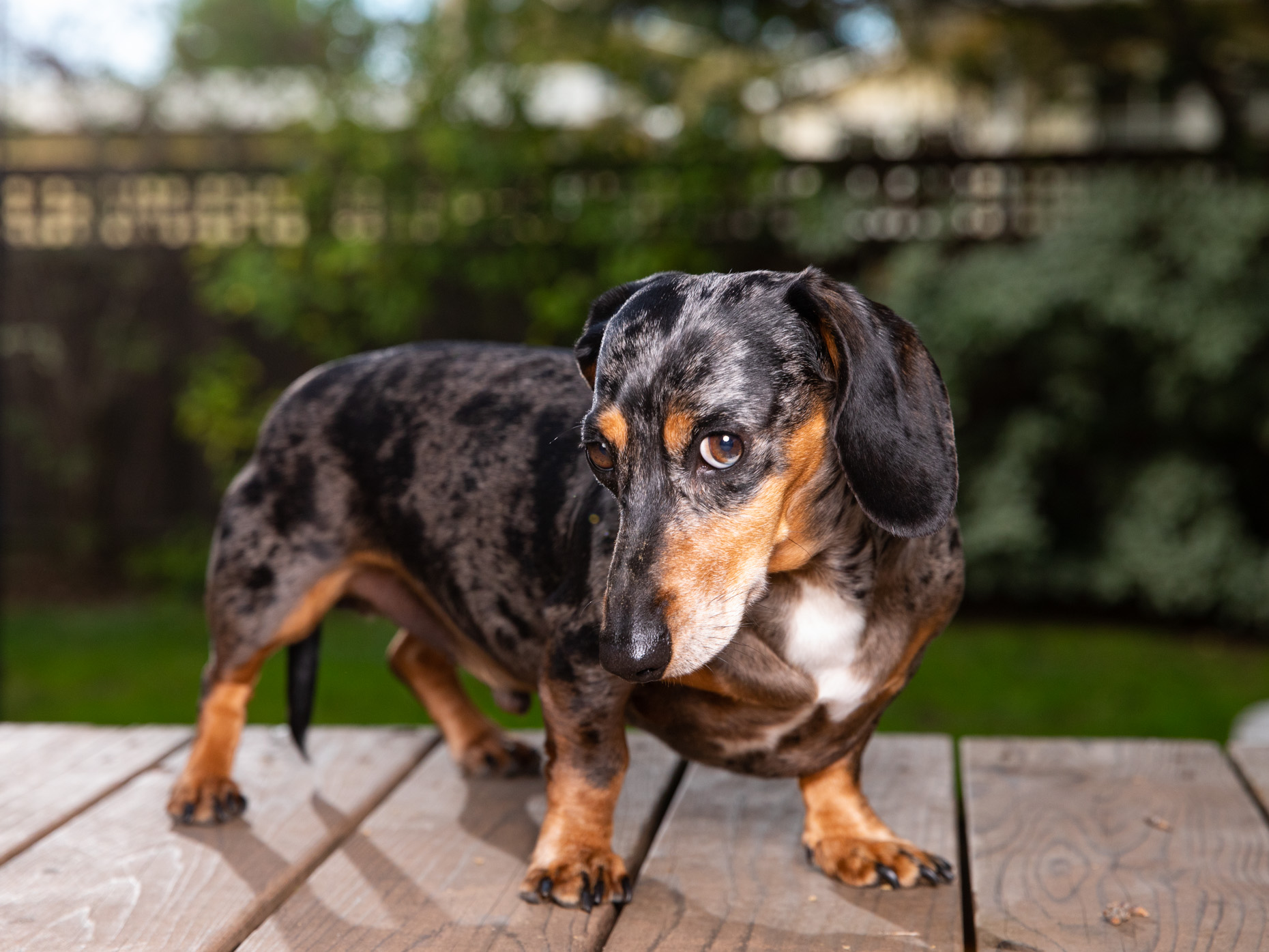 Commercial Pet Photography | Dappled Dachshund by Mark Rogers