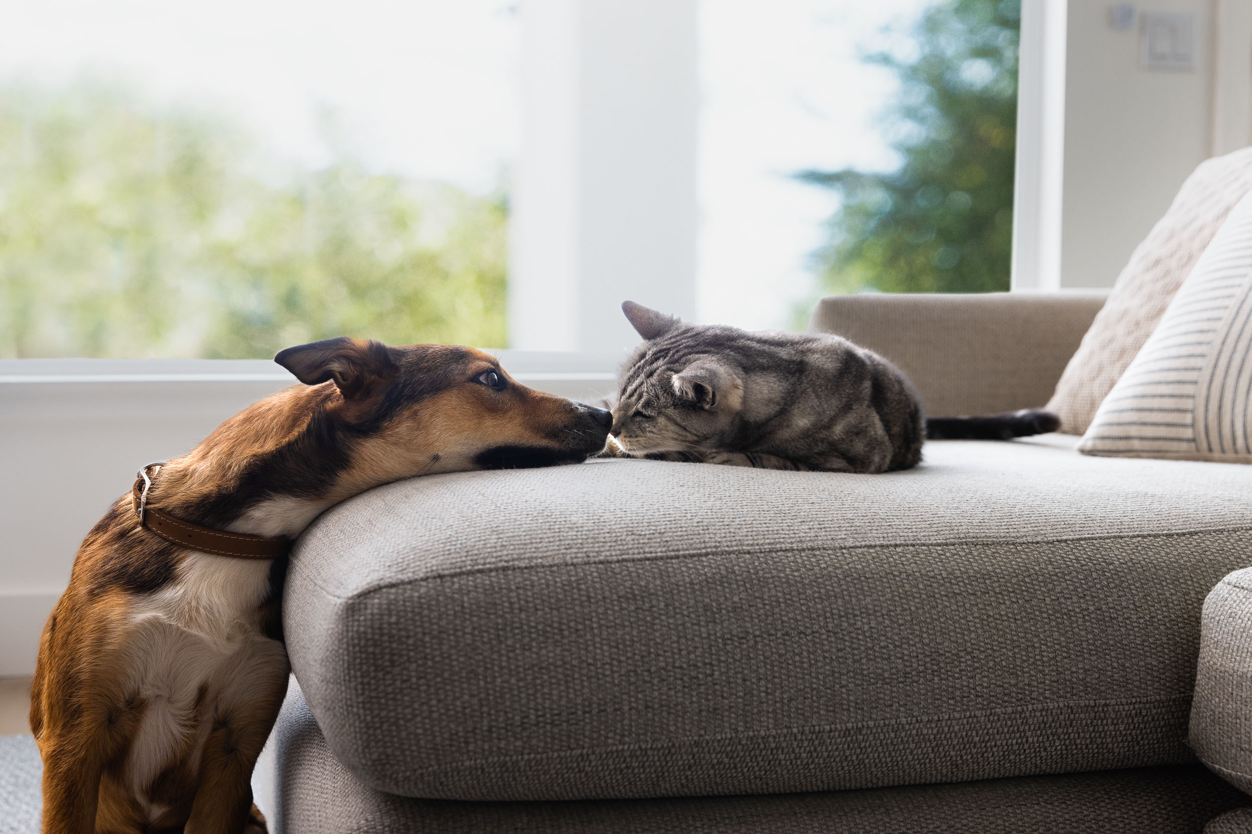 Dog and cat touching noses