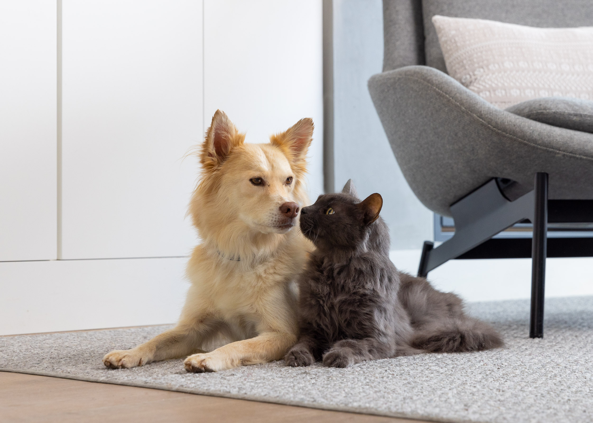 Commercial Pet Photography | Dog and Cat Friends Touching Noses