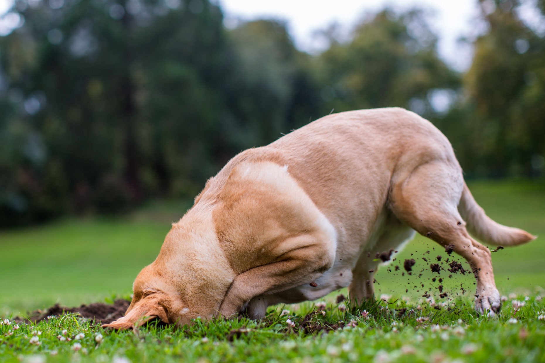 Commercial Dog Photography | Dog Digging by Mark Rogers 
