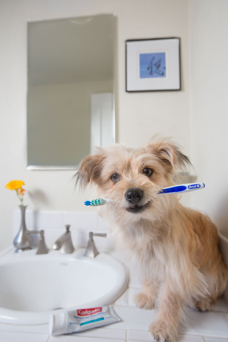Commercial Photography Dog Holding Toothbrush by Mark Rogers