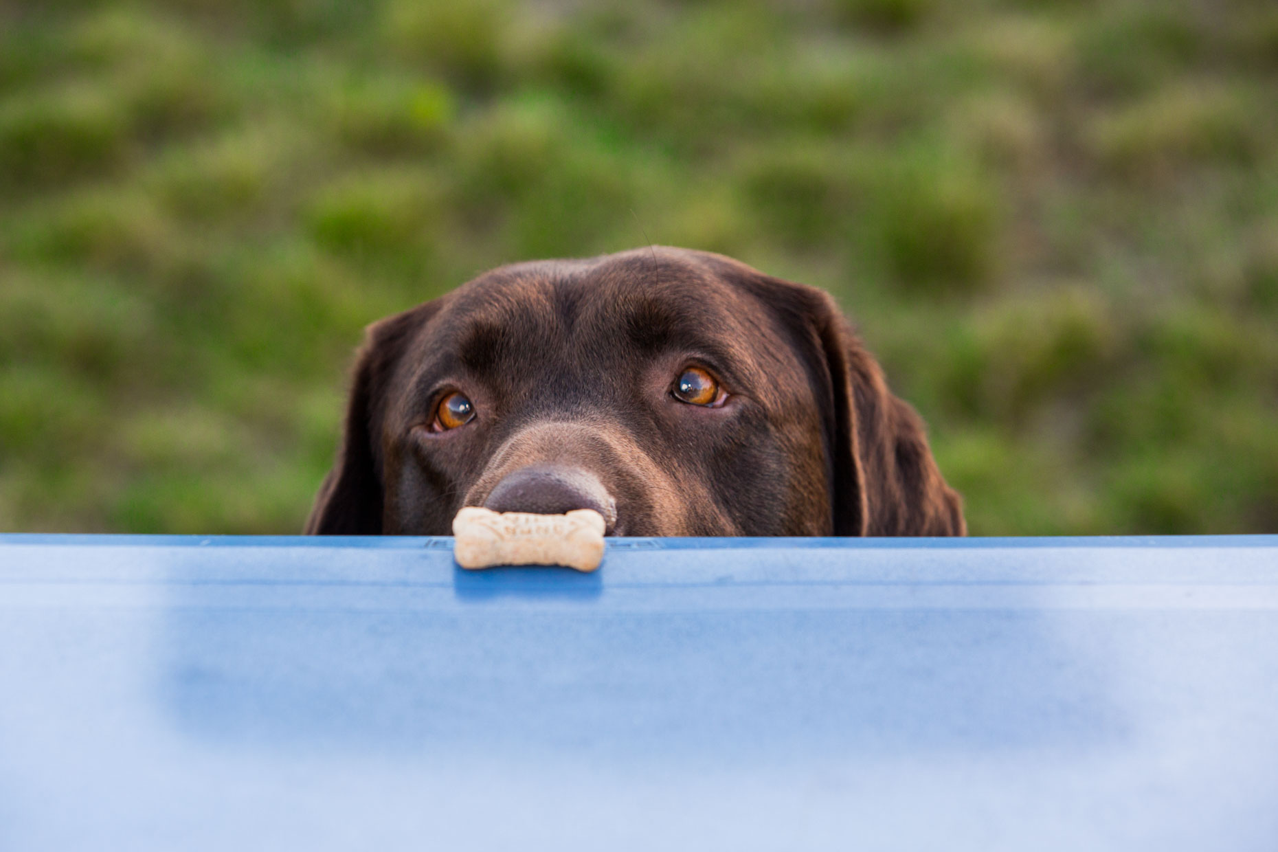 Commercial Dog Photography | Dog with Milkbone by Mark Rogers
