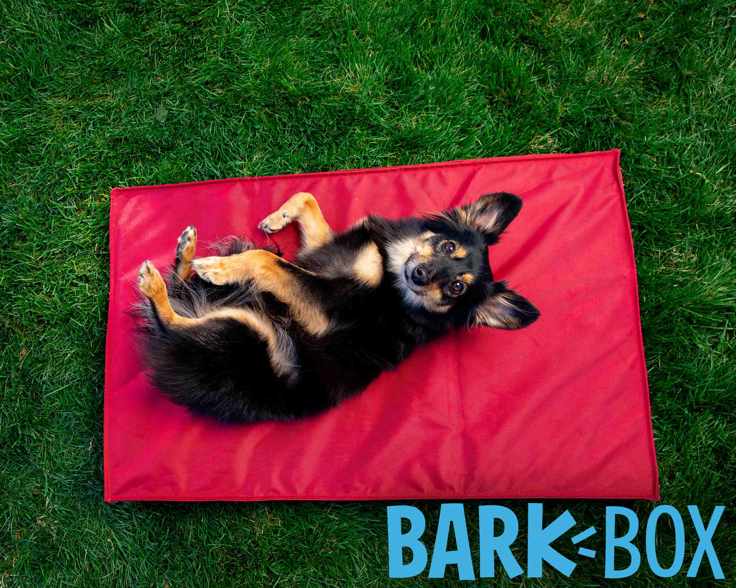 barkbox commercial