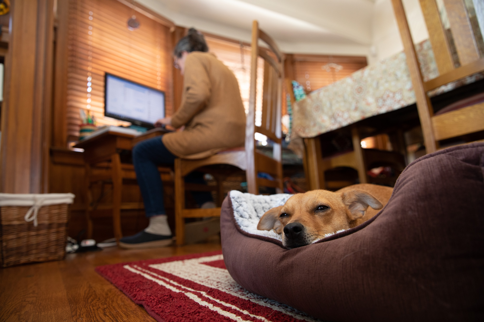 small dog sleeping in pet bed near woman working in her home office