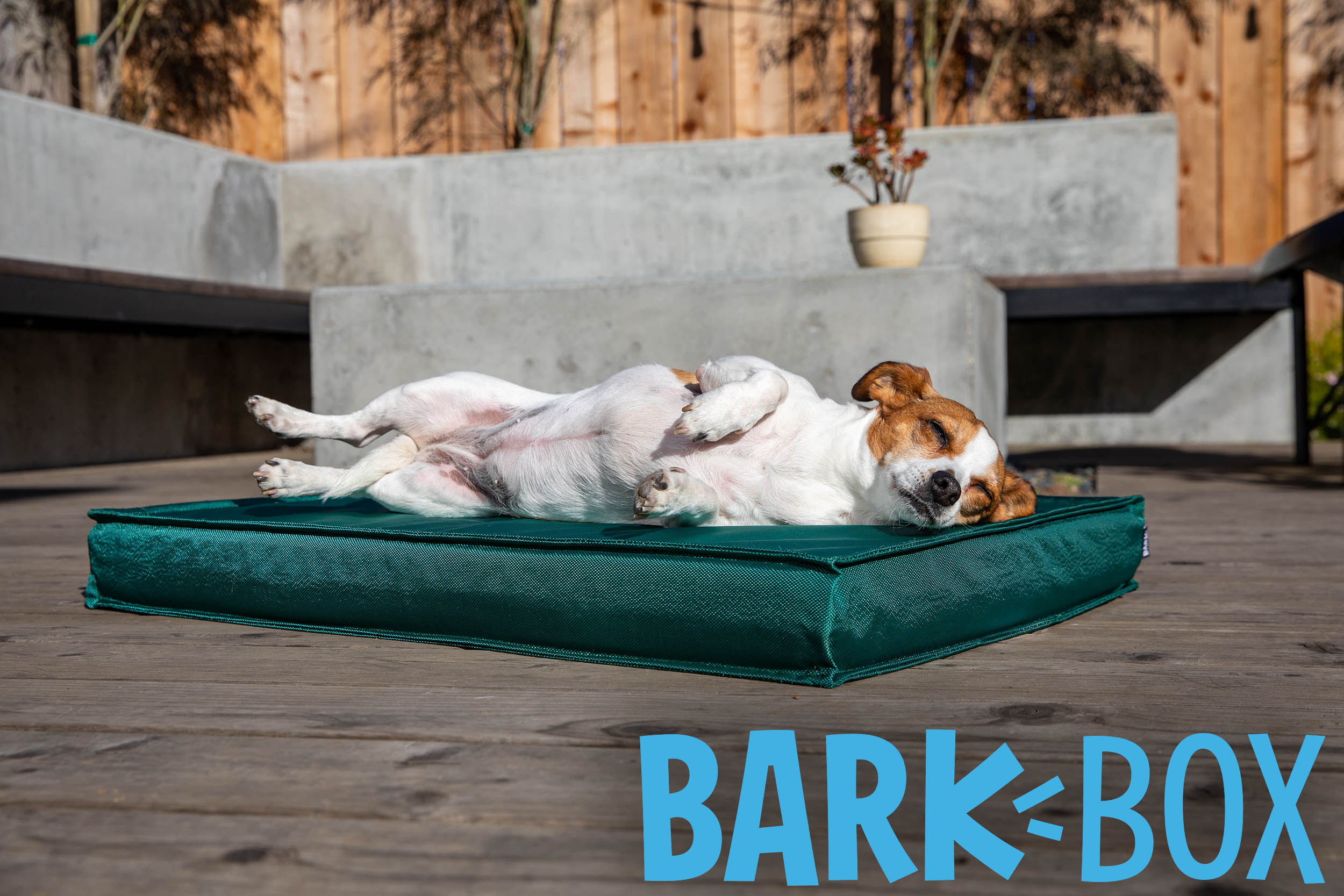 keep it coming on amazon commercial dog