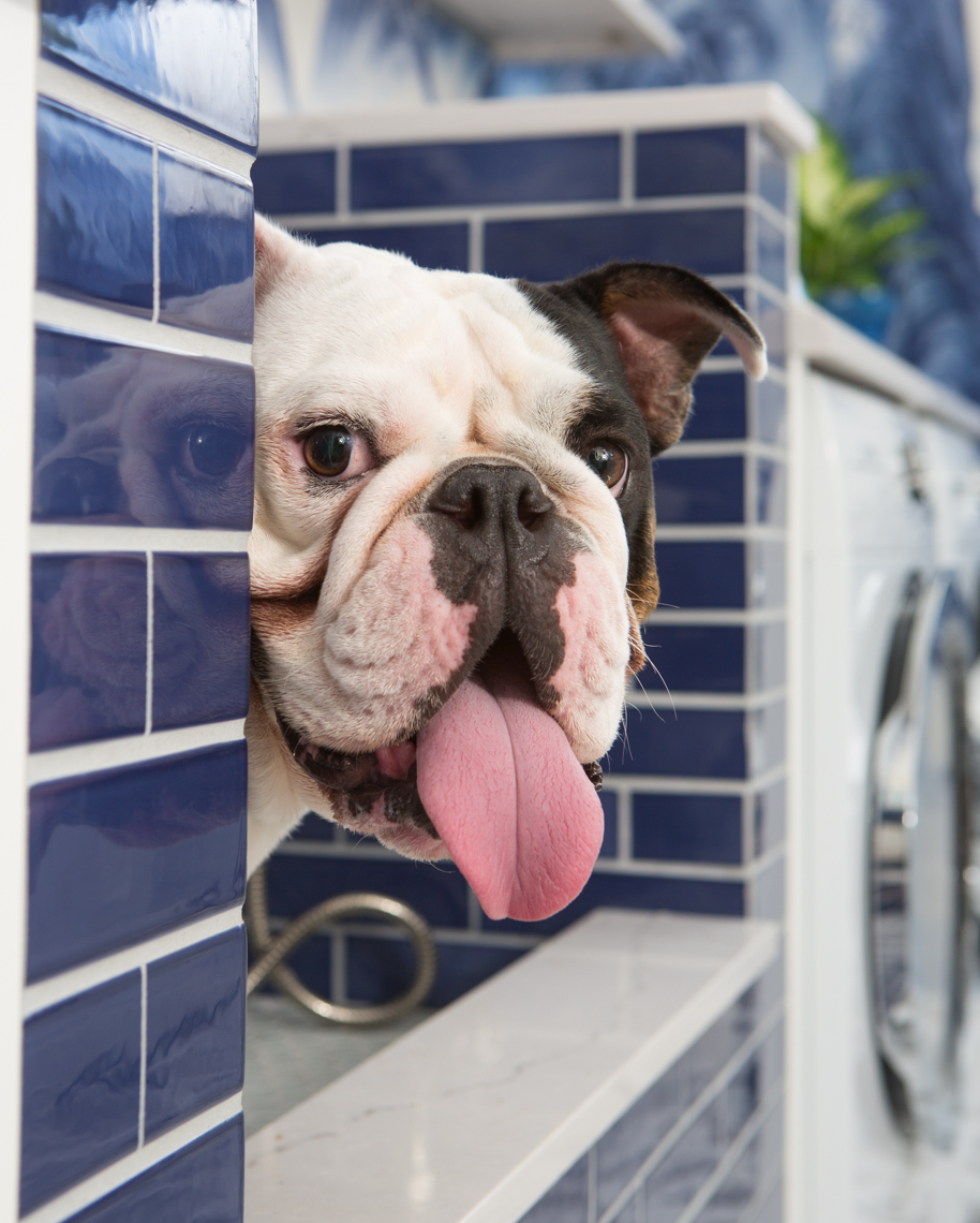 Commercial Dog Photography | Bulldog in Pet Bath by Mark Rogers