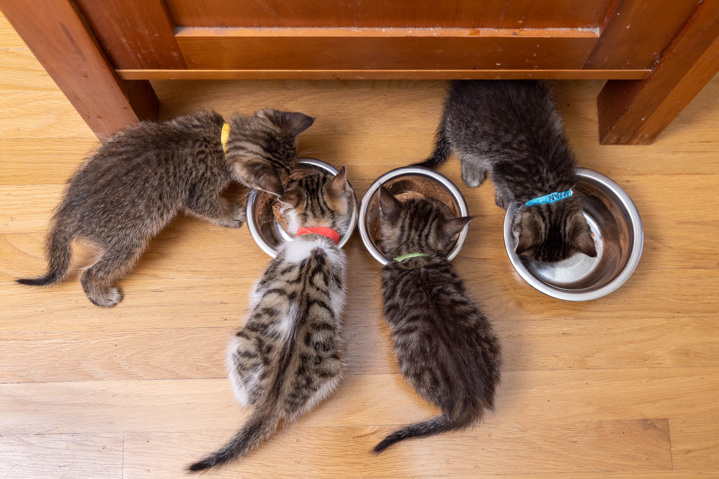four-kittens-feeding-from-bowls-seen-from-above-0636
