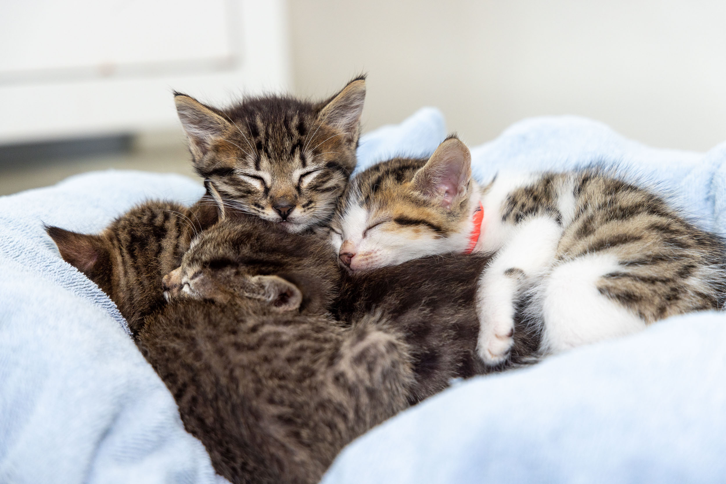 four-kittens-sleeping-on-top-of-each-other-1066