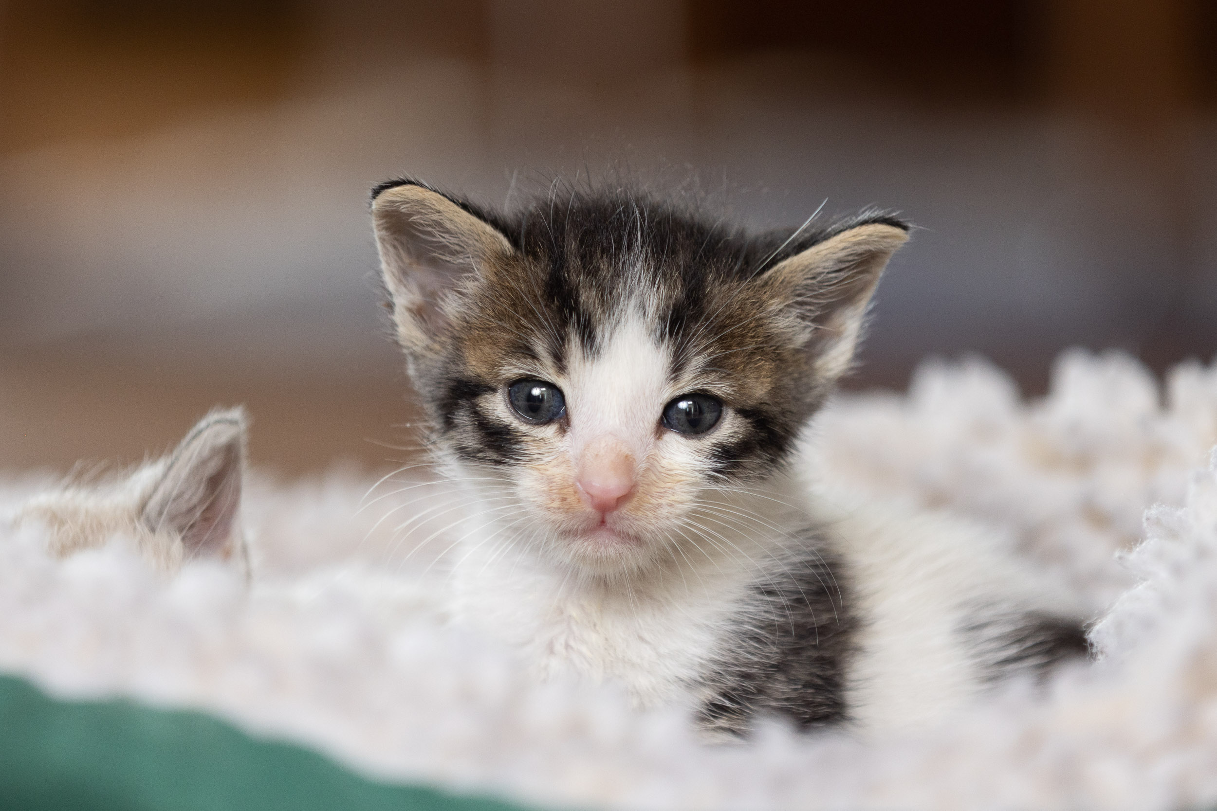 four-week-old-kitten-in-pet-bed-6985