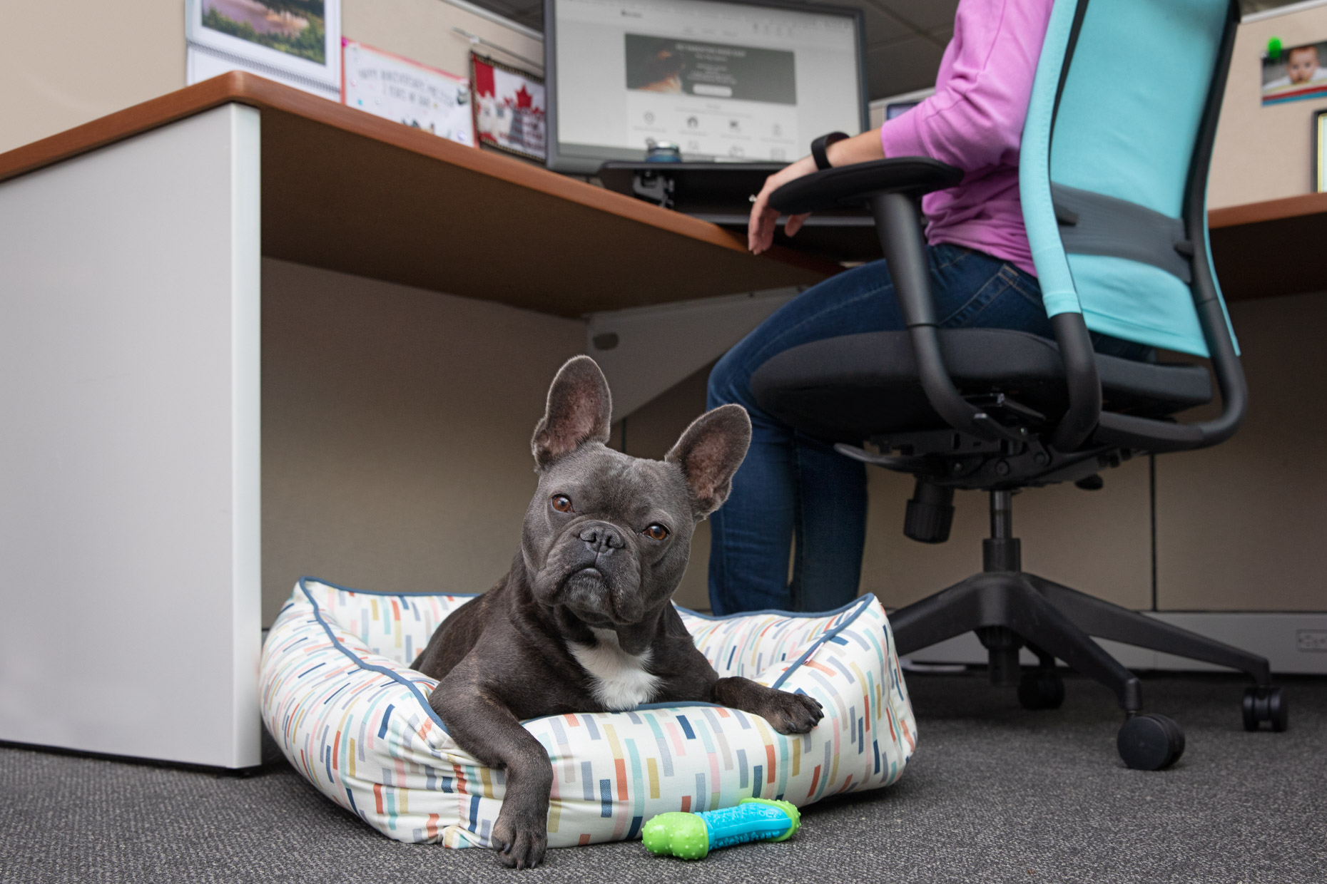 Pet Advertising Photography | French Bulldog Under Desk by Mark Rogers