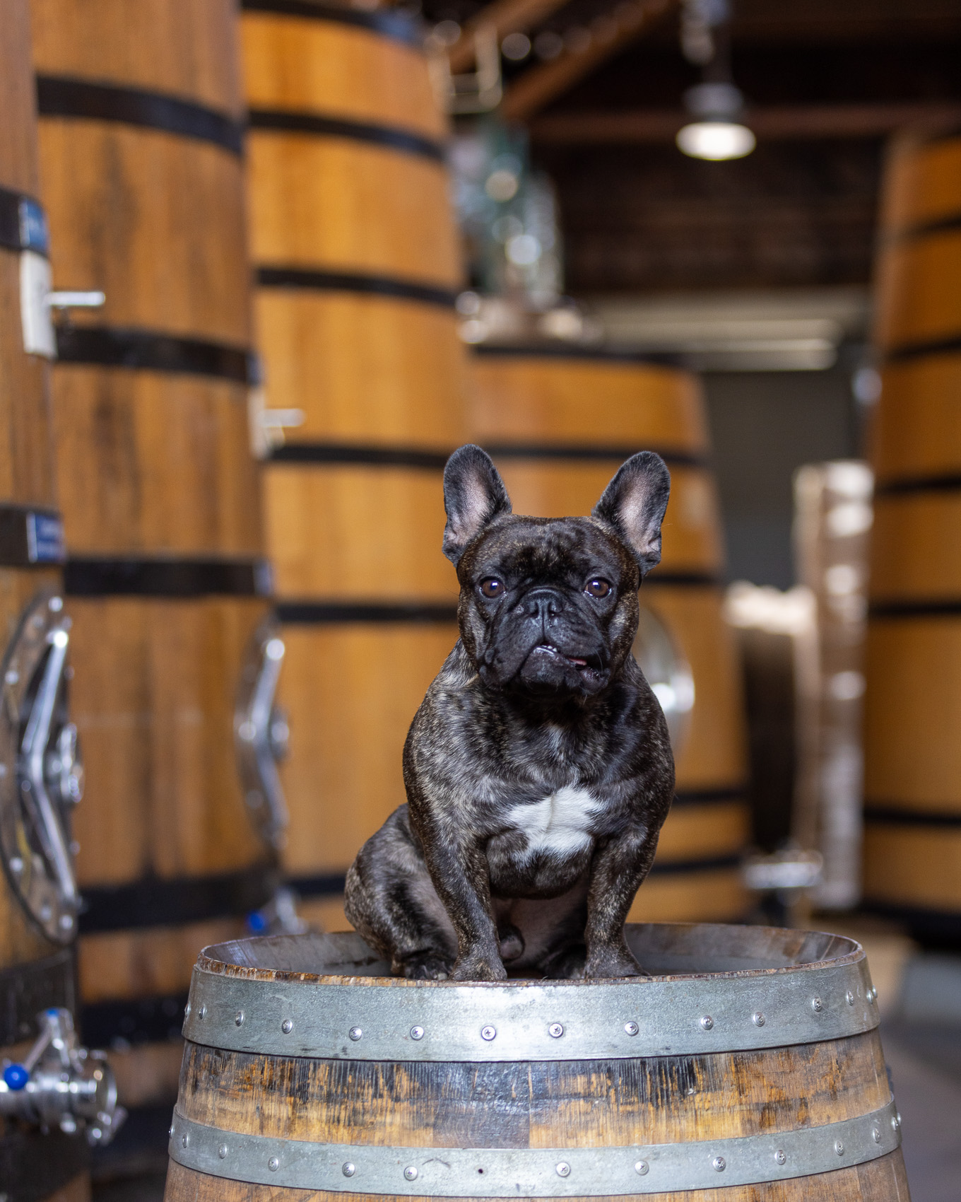 french-bulldog-sitting-on-barrel-in-beer-brewery-0549