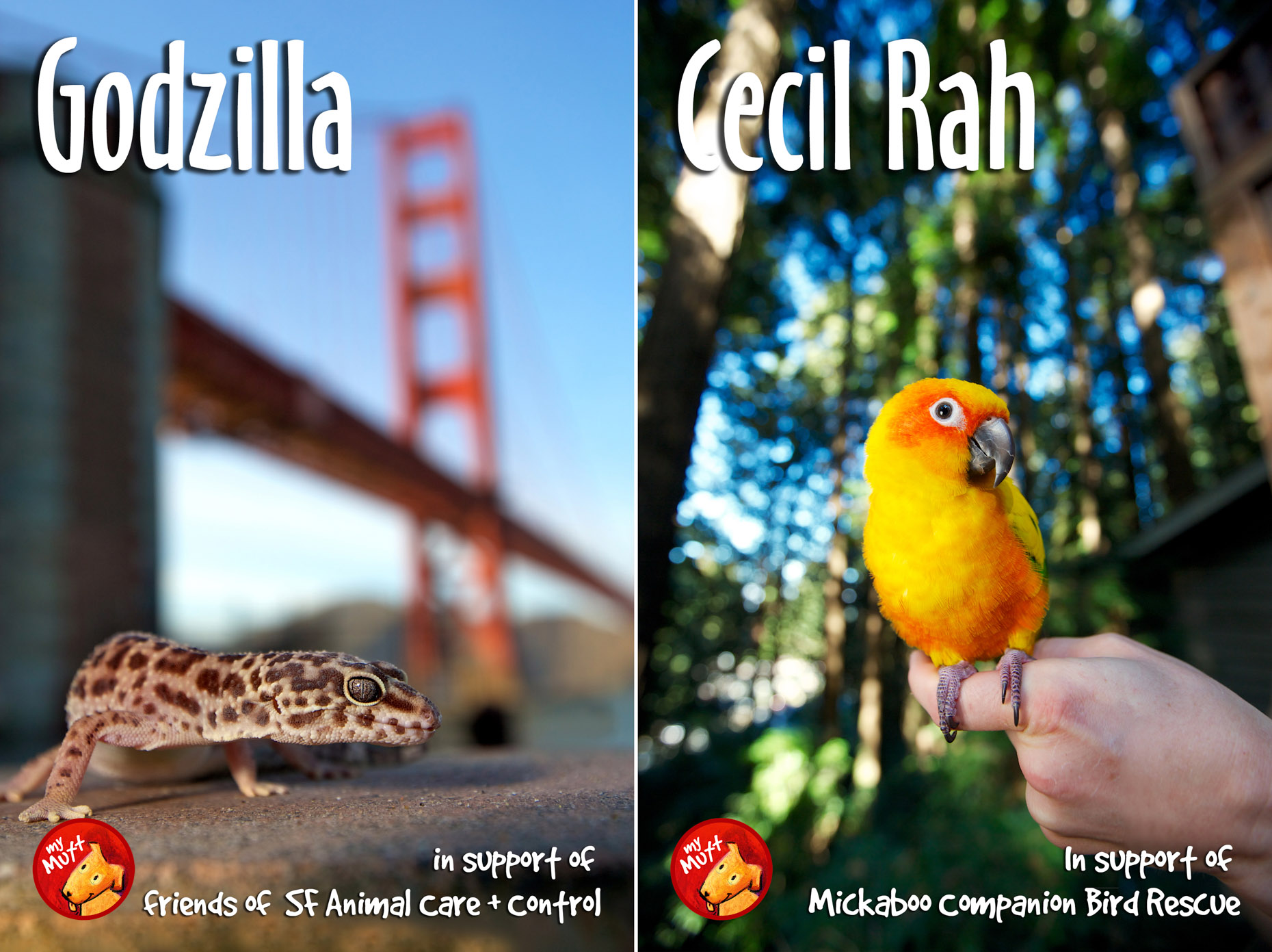 gecko at golden gate bridge and parrot on chair