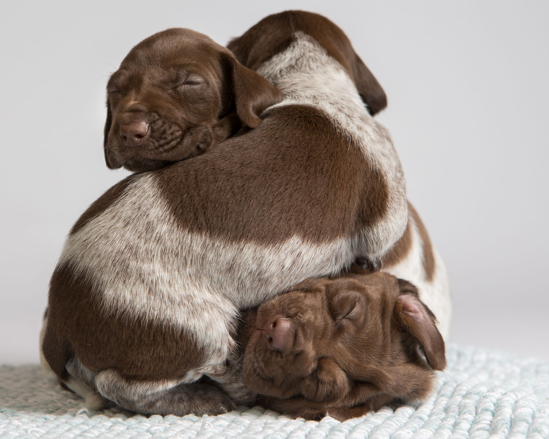 Dog and Pet Photography  |  Pointer Puppy Pile by Mark Rogers