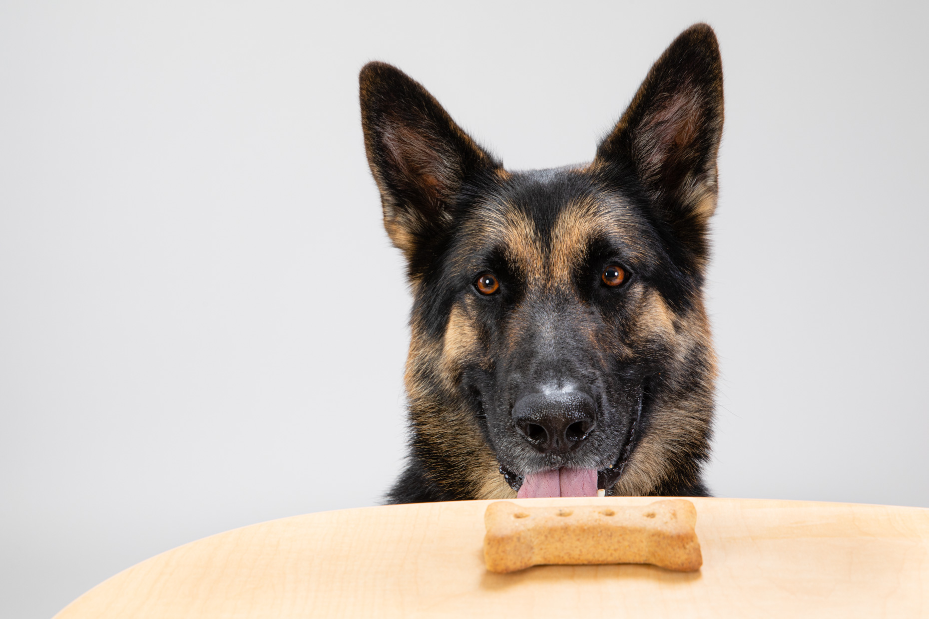 Dog Lifestyle Photography | German Shepherd and Treat by Mark Rogers