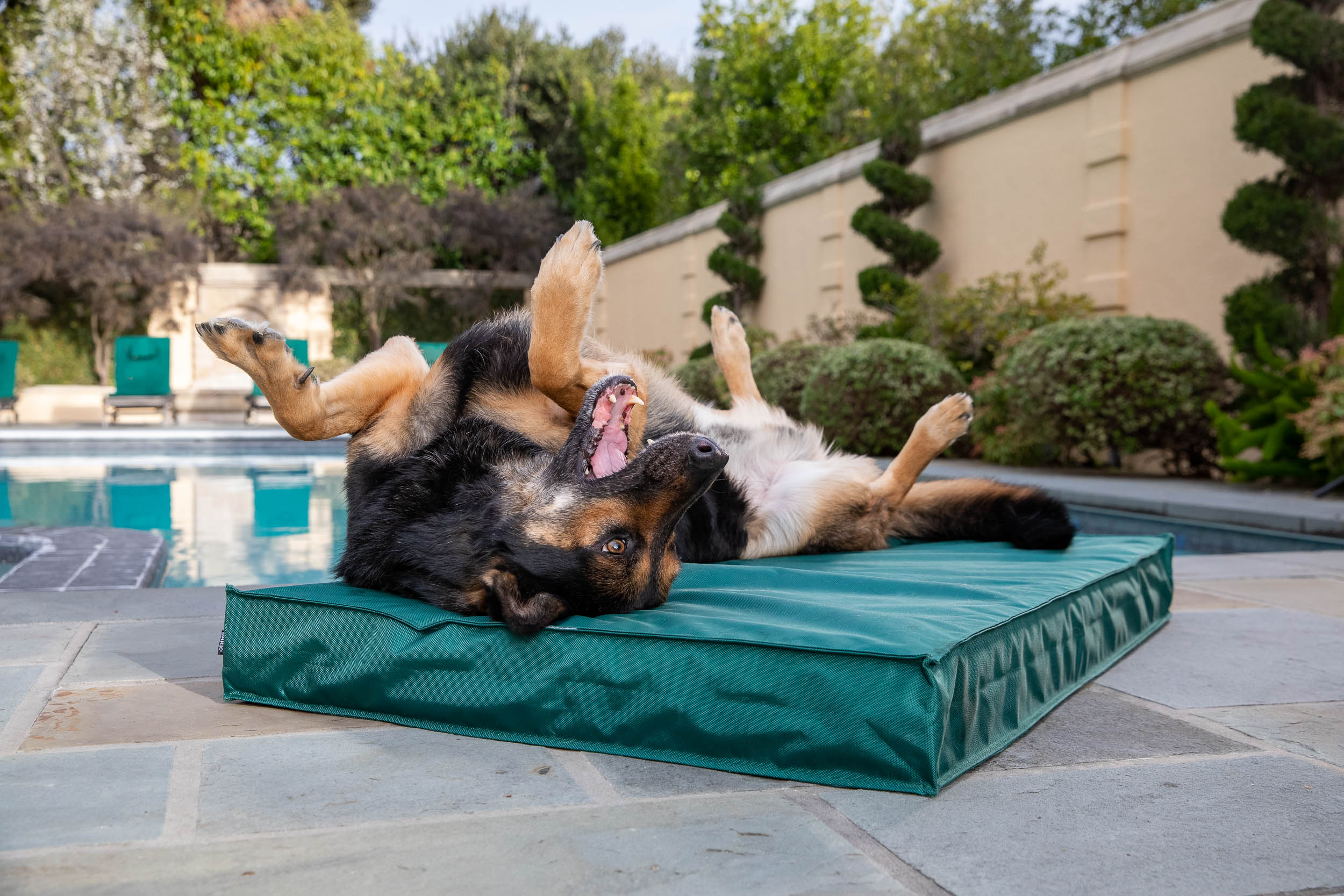 Pet Product Photography | Dog Rolling on Pet Bed by Mark Rogers