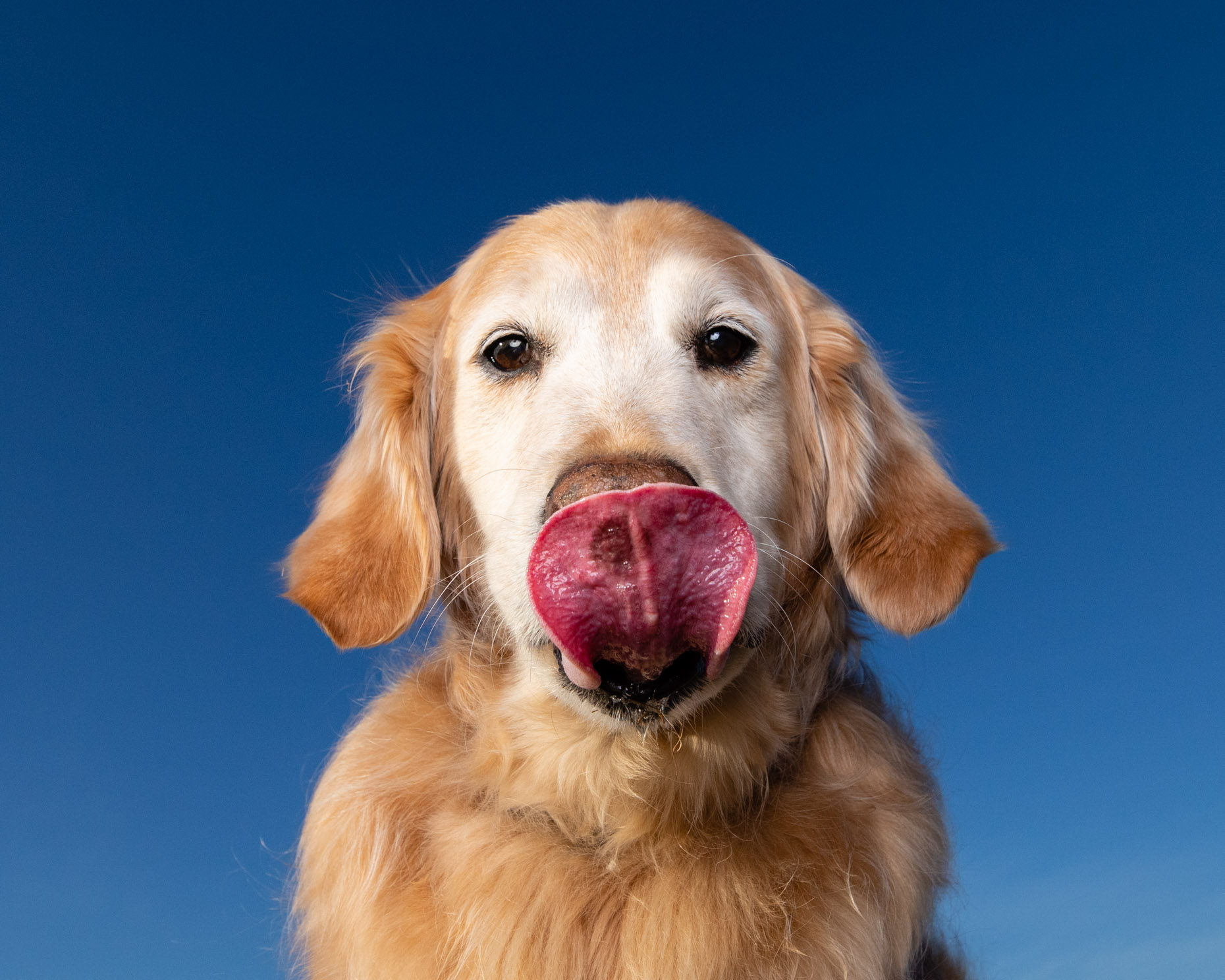 Dog Photography | Senior Golden Retriever Licking Nose by Mark Rogers