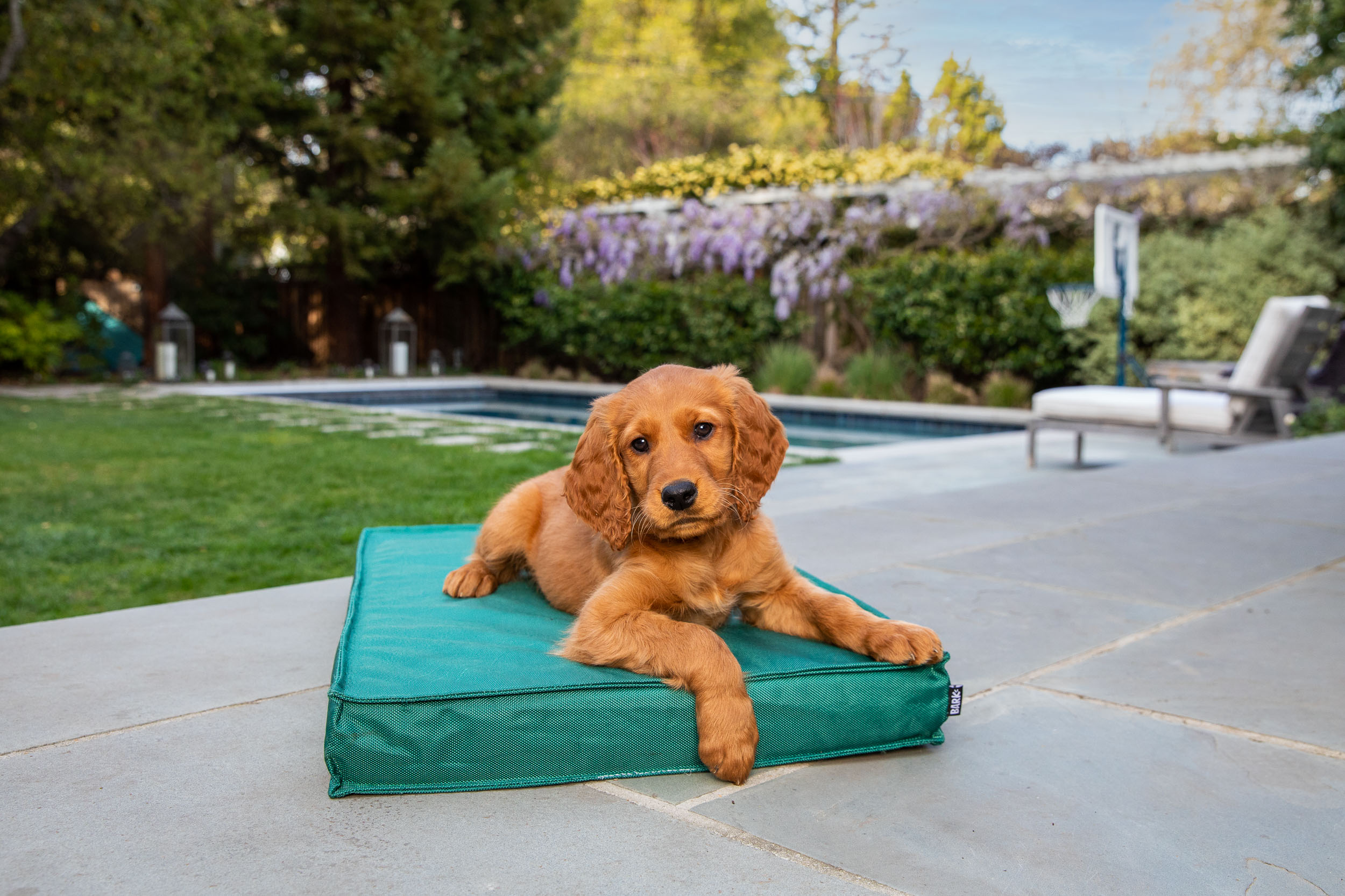 Pet Product Photography | Puppy on Outdoor Bed by Mark Rogers
