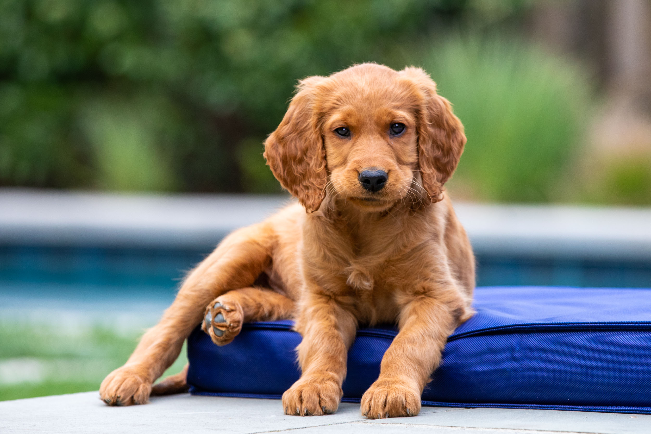 Golden Retriever Mix Puppy with Funny Expression Sitting on Dog Bed